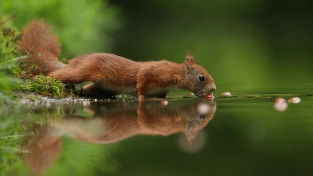 Red squirrel stretching out to clean nut and crack food from pond edge with mirrored reflection in calm woodland, leaping away, slow motion