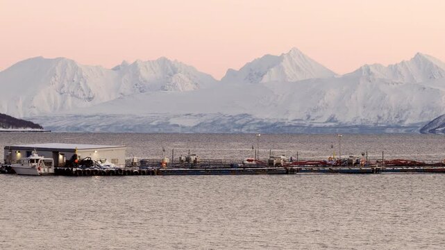 Cod farm fish pens in fjord with snow covered mountains. Low telephoto aerial