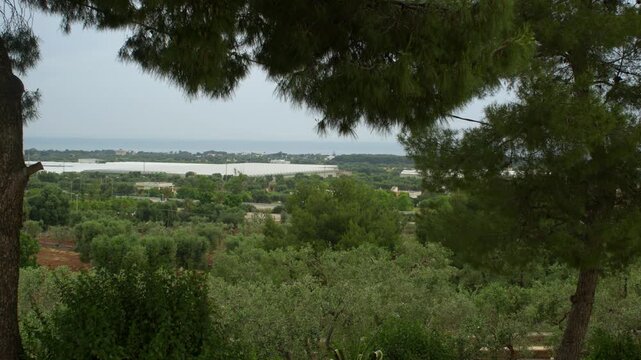 Ancient olive groves overlook the Adriatic Sea near Monopoli, Apulia, Italy, revealing the traditional agricultural landscape and Mediterranean coastline, static landscape shot.