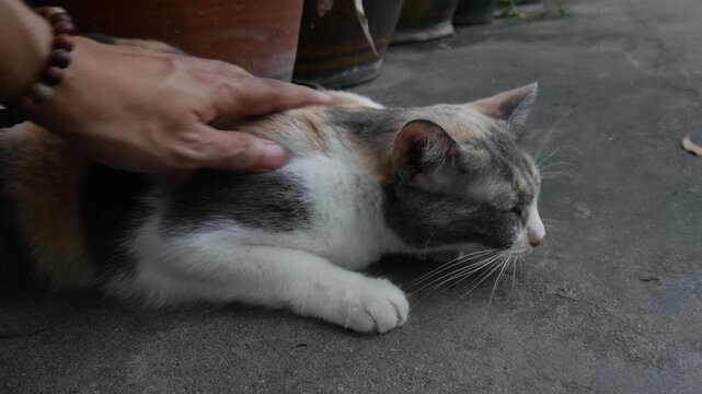 Human Hand Gently Stroking Calico Street Cat Head Eyes Closed Contentment Urban Outdoor Bond Affection Animal Lifestyle Photography