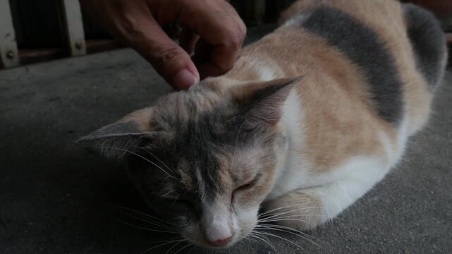 Human Hand Gently Stroking Calico Street Cat Head Eyes Closed Contentment Urban Outdoor Bond Affection Animal Lifestyle Photography
