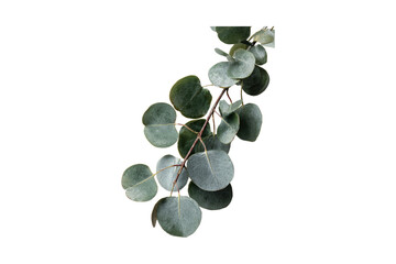 Watercolor painting of green eucalyptus branch with round leaves eucalyptus watercolor botanical illustration isolated background decorative  © stockpixelstudio