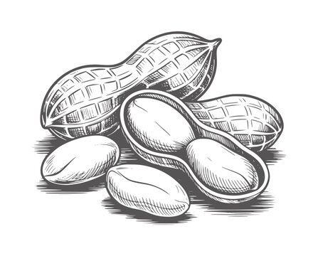 Pencil of peanuts in shells and shelled legume