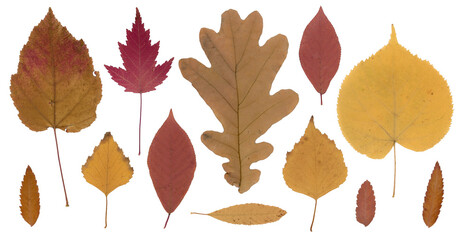 Pressed and dried autumn colored leaves collection isolated on white background. Perfect for floral patterns, herbariums, scrapbooking. Seasonal fall herbarium. © Катерина Тышковская