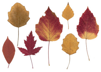 Seasonal fall herbarium. Pressed and dried autumn colored leaves collection isolated on white background. Perfect for floral patterns, herbariums, scrapbooking. © Катерина Тышковская