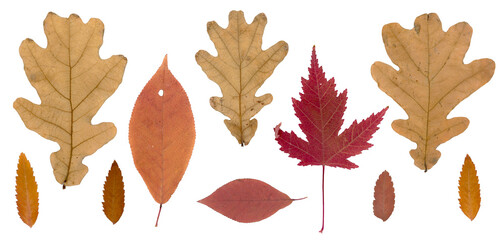 Seasonal fall herbarium. Pressed and dried autumn colored leaves collection isolated on white background. Perfect for floral patterns, herbariums, scrapbooking. © Катерина Тышковская