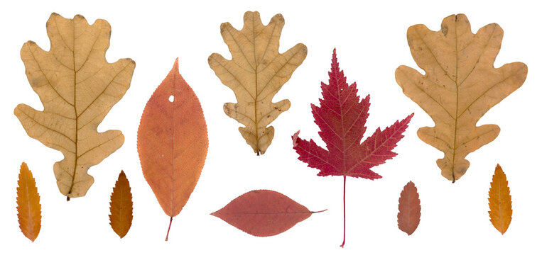 Seasonal fall herbarium. Pressed and dried autumn colored leaves collection isolated on white background. Perfect for floral patterns, herbariums, scrapbooking.