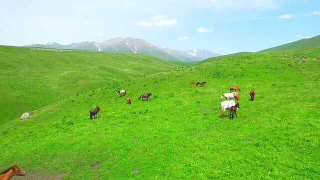 Horses grazing on alpine grassland of Xinjiang snow mountain valley
Herd of horses wandering on vast pastoral plateau in Northwest China
