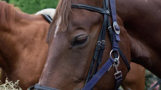 Chestnut horse wearing a bridle stands beside another horse while a human hand pets its neck.