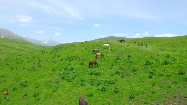 Horses grazing on alpine grassland of Xinjiang snow mountain valley
Herd of horses wandering on vast pastoral plateau in Northwest China