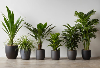 Fototapeta premium Seven mature houseplants in black pots against white wall