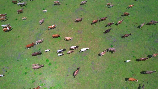 Cattle and horse herd roaming on Xinjiang alpine pastureland
Aerial view of pastoral grazing scene in mountain valley of Northwest China