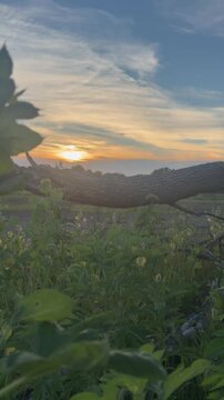 Vertical video of a sunset over a field with plants and a fallen branch in the foreground. Warm evening sky with scattered clouds and natural outdoor landscape.