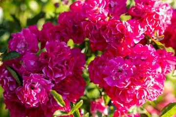 Fototapeta premium Abundant clusters of pink climbing roses in full bloom create a vibrant floral display with lush green foliage in a sunny summer garden. 