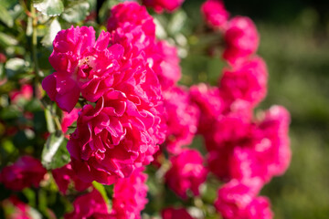 Obraz premium Close-up of vibrant pink climbing rose blossoms in bright sunlight with soft green bokeh background. Blooming garden roses with shallow depth of field and natural outdoor setting.