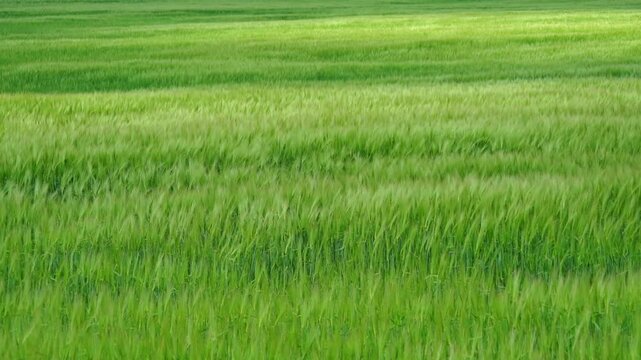 Waves of green grass move gently in the wind on a sunny afternoon. The fields stretch out for miles with no buildings in sight. Blue sky fills the background, showing a few white clouds. 