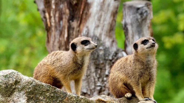 Two meerkats standing alert in the wild forest