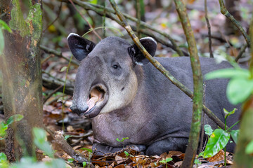 Obraz premium Baird's Tapir yawning in the rain forest