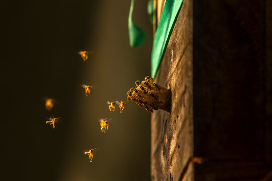 Macro shot of native Brazilian stingless Jatai bees (Tetragonisca angustula) swarming around their distinct wax entrance tube on a wooden hive in Brazil, 