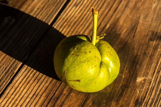 A close-up shot of a whole green elephant apple (Dillenia indica) resting on a textured wooden background. Also known as chalta or fruta-pataca, 