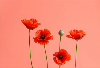 Fototapeta premium Four mature red poppy flowers on stems against coral background