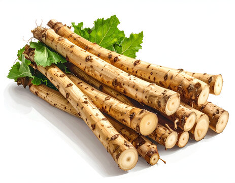 Fresh raw burdock gobo roots with rustic wooden bark textures resting side by side on a clean white backdrop