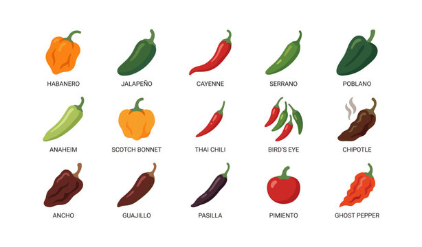 Variety of chili pepper illustrations labeled by pepper type