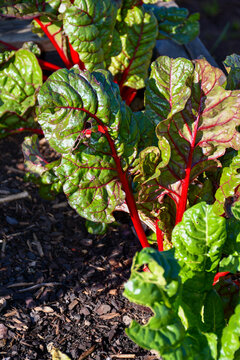 silverbeet chard leaves in vegetable patch