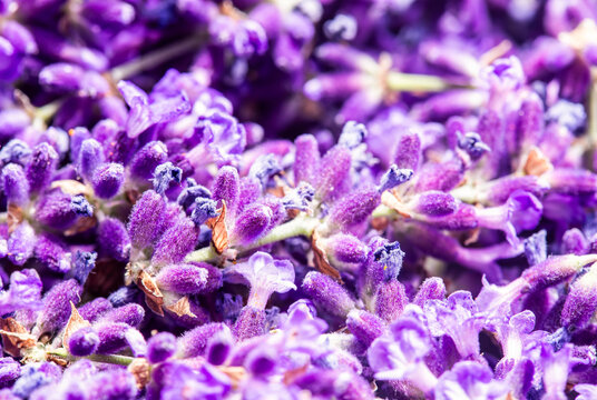 Freshly cut purple blue lavender flowers background backdrop. Traditional British cottage garden medicinal flowers.