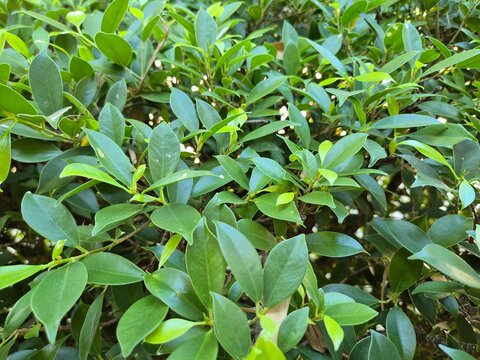 Close-up shot of lush green foliage of a ficus microcarpa shrub hedge, fresh nature background