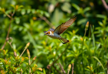 Fototapeta premium bird flying over lush green foliage in nature