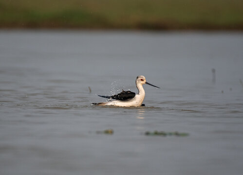 Black winged stilt bird swimming with use of selective focus