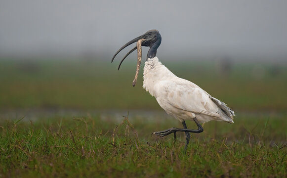 Black headed ibis with a snake catch in its beak in the wetlands. Close up, selective focus