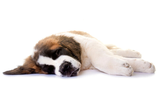 puppy saint bernard