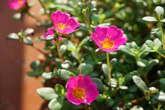 Top view of Bright bright pink color of Rose Moss, Flowering Purslane or Pussley (Portulaca oleracea) in sunlight. Beautiful flower garden and nature background.