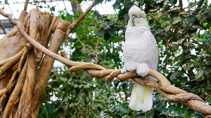 White cockatoo perched on a twisted vine in green foliage © suu2626