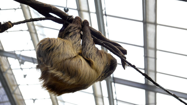 Two-toed sloth hanging from branches seen from below