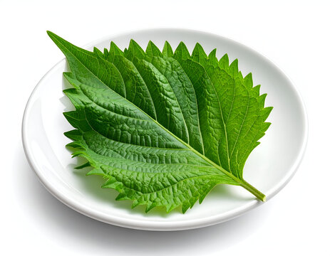 A fresh green serrated perilla shiso leaf resting gracefully on a white ceramic plate under studio light