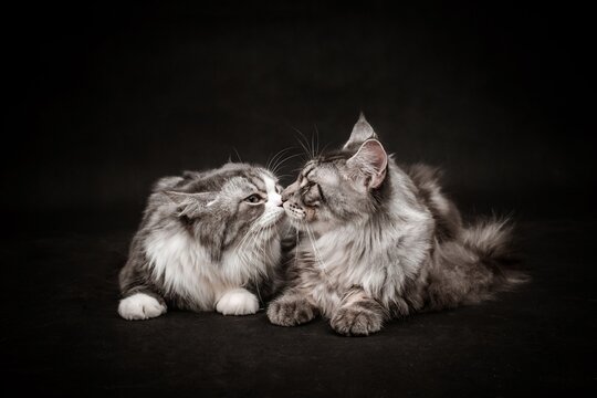 black and white cat Two fluffy maine coon cats touching noses gently while resting on a dark black studio background
