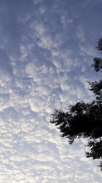 Clouds and Tree Silhouette in Sky