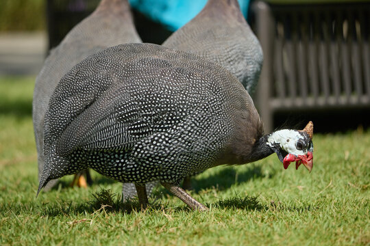 the turkey on the grass