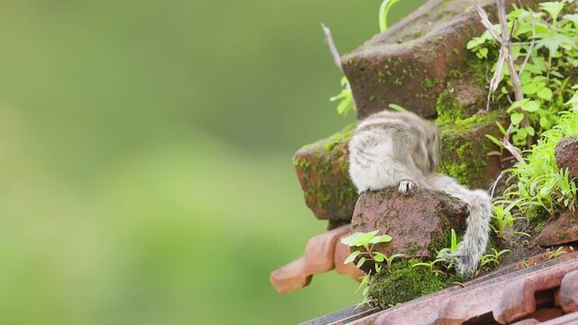 Indian palm squirrel grooms its fur on a rooftop after monsoon rain in the cool morning light