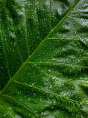 Extreme closeup large tropical taro elephant ear leaf filled with rain water droplets showing detailed vein texture green nature © Tavan