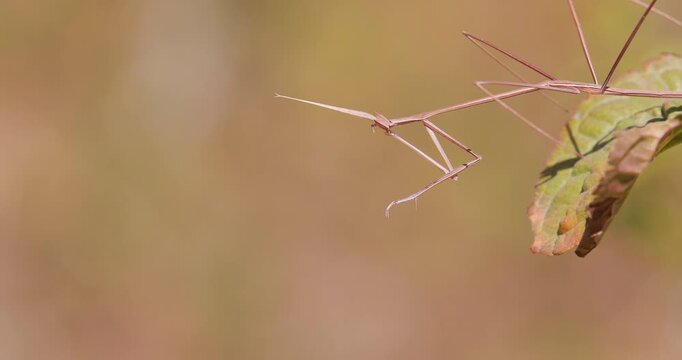 Indian grass mantis carefully grooms itself in slow motion during a peaceful summer morning