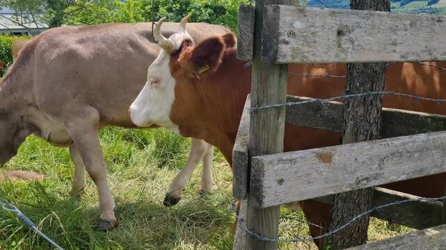 Everyday rural scene near Bern, Switzerland, where cows graze peacefully in a lush green pasture under a sunny sky, highlighting animal welfare and calm countryside life