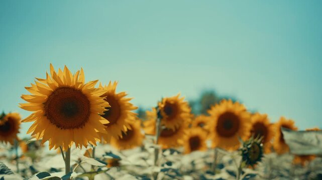 Horizontal 16:9 video of vibrant yellow sunflowers gently swaying in the breeze on a sunny day. Cinematic nature footage of an agricultural sunflower field under a clear blue sky, 4k.
