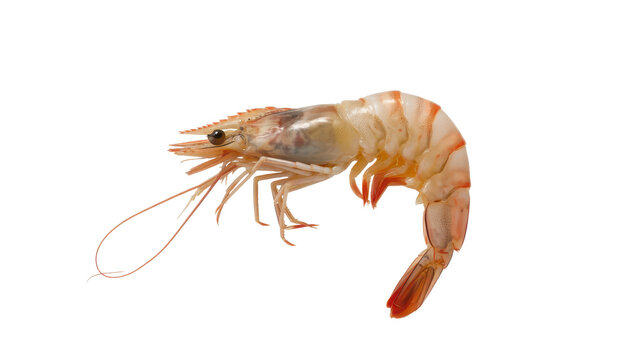 A single raw king prawn or shrimp isolated on a white background, studio shot of fresh seafood ingredient for culinary cooking and recipes