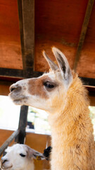 Fototapeta premium Close portrait of llama standing inside sheltered animal enclosure