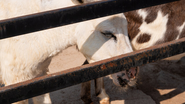 Llama body partially hidden behind black fence rails