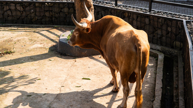 Brown cow walking across sandy ground in animal pen